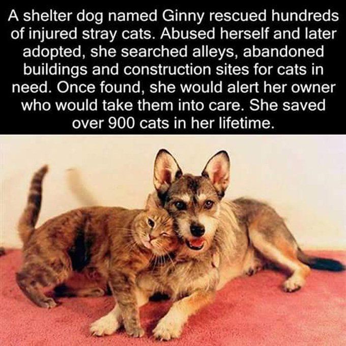 ginny-dog-who-διασώζει-γάτες