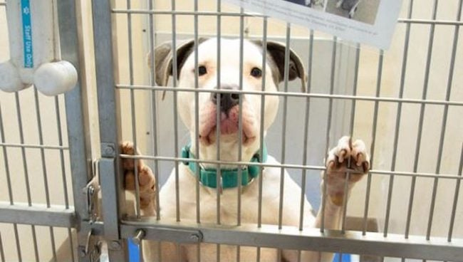 345 chiens trouvent un foyer en une semaine après le partage d'un refuge