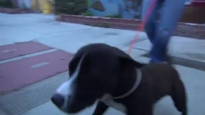Un chien adopté saute et saute heureusement hors d'un abri (VIDEO)