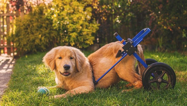 Κουτάβι Golden Retriever σε αναπηρική καρέκλα