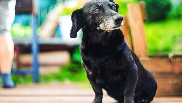 Πορτρέτο ενός παλαιού κουρασμένου μαύρου μαλλιού σκύλου dachshund στην αυλή. Οικόσιτος σκύλος με γκρι ρύγχος