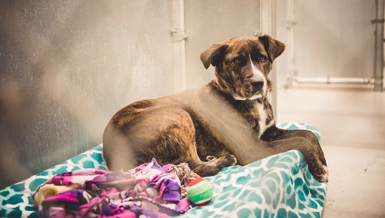 Ένα πανέμορφο σκυλί λεοπάρδαλης catahoula που βρίσκεται σε κουβέρτες και ένα κρεβάτι σκύλου μέσα σε καταφύγιο ζώων. Κοιτάζει την κάμερα με μια θλιβερή και ελπιδοφόρα έκφραση ενώ περιμένει μια υιοθεσία και ένα νέο σπίτι για πάντα.