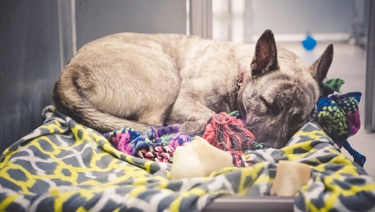 Άστεγοι σκύλος, αναμειγνύοντας γερμανικό Ποιμενικό, εγκλωβισμένο σε καταφύγιο ζώων και περιμένοντας ελπιδοφόρα για υιοθεσία και νέο σπίτι. Είναι κουλουριασμένη σε ένα κρεβάτι σκύλου με κουβέρτες, κοιμάται ήχος.
