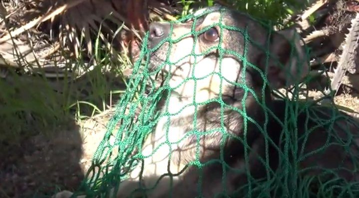 Un petit chien sans-abri est heureux d'être sauvé (VIDEO)