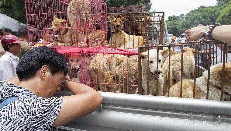 Месо за псе „вероватно забрањено“ ове године на кинеском фестивалу меса паса Иулин
