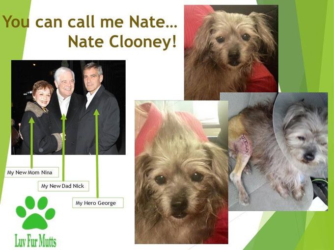 George Clooney adopte un chien dont personne ne voulait