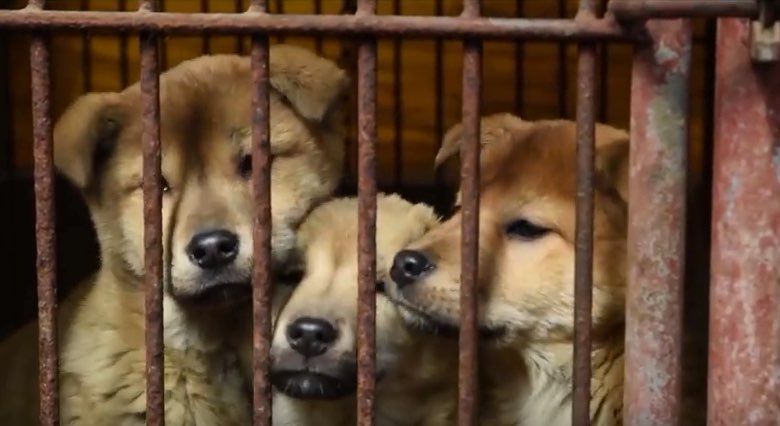 Lõuna-Korea lihaturult päästeti 57 koera