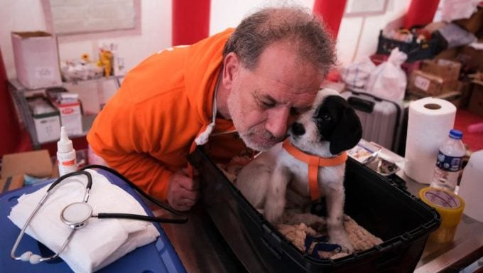 Les sauveteurs sauvent encore des chiens des décombres 2 semaines après le tremblement de terre en Turquie