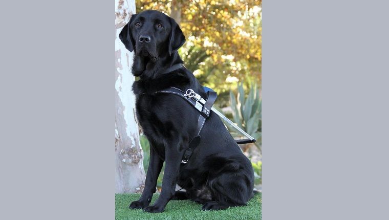Freiwillige ziehen Welpen für Blindenhunde Amerikas auf: Treffen Sie Mary, eine Welpenzüchterin!