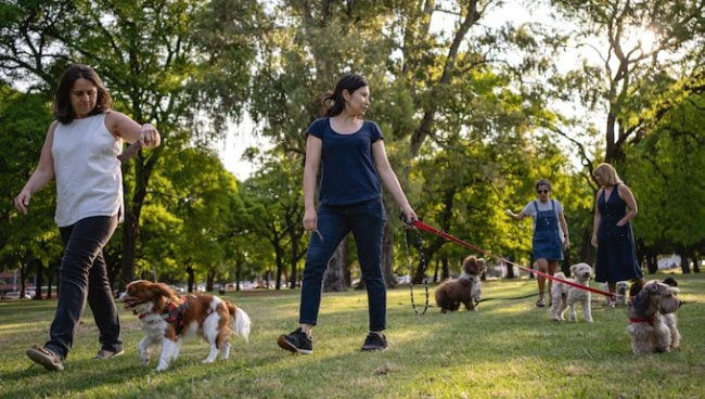Sakramento naujojo šunų parko pakeitimai Nuliūdę šunų tėvai