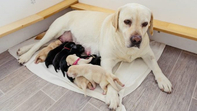 Pakkaselta pelastettu raskaana oleva koira synnyttää pentuja
