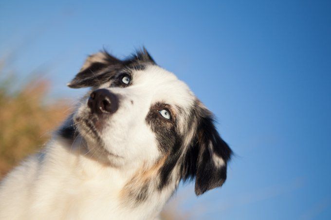 Cancer canin: tumeurs des glandes sébacées sébacées et modifiées