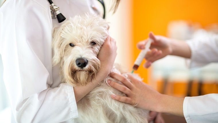 Essais cliniques avec des chiens aidant à trouver des remèdes contre le cancer chez l'homme