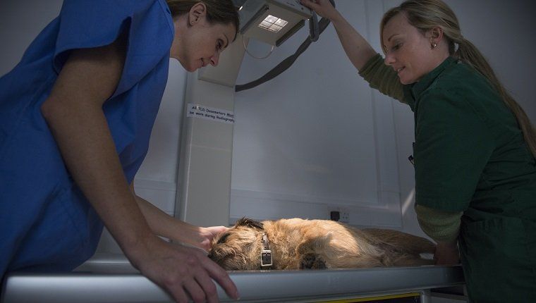 Veterinarijos chirurgijos metu veterinarijos gydytojai atlieka šunų raišką