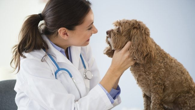 Cancer de la bouche chez les chiens : symptômes, causes et traitements