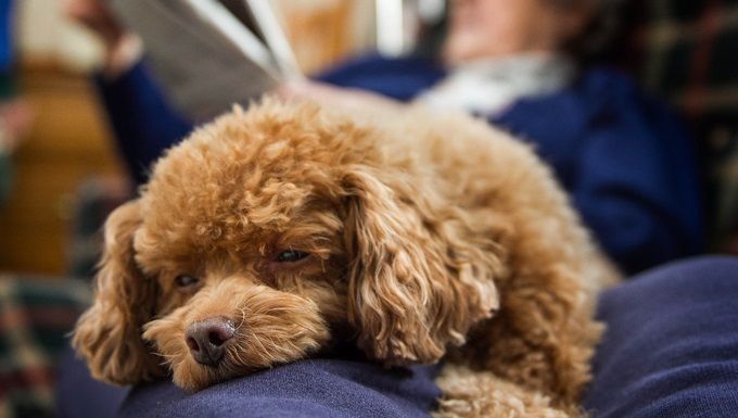 Dragi Labby: Smrdljiv pes ali neobčutljiva družina?