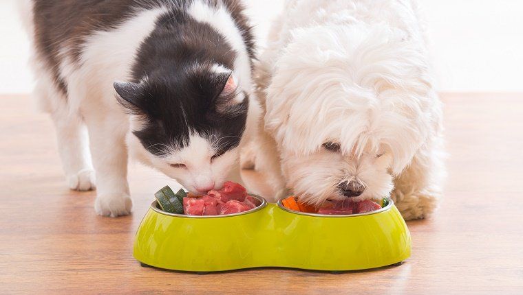 Väike koer maltalane ja mustvalge kass, kes sööb kodus kausist looduslikku orgaanilist toitu