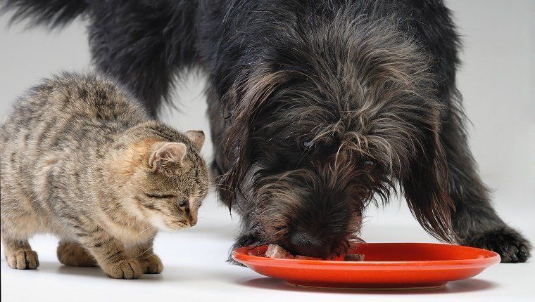Koer ja kass söövad