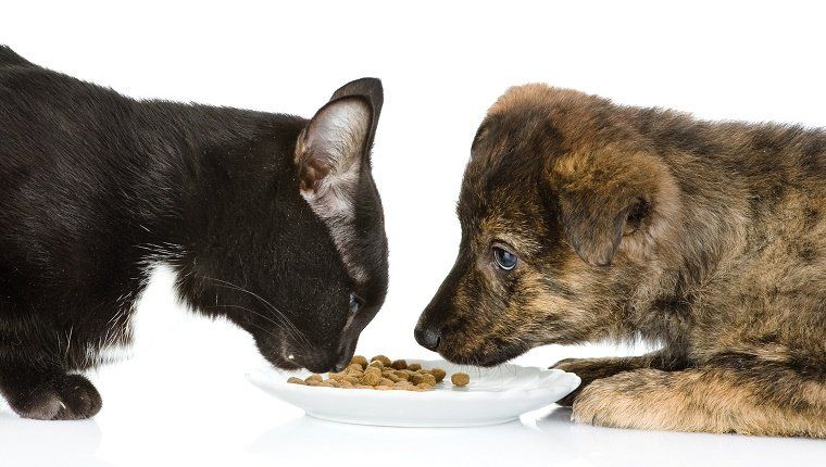 kass ja koer söövad koos. isoleeritud valgel taustal