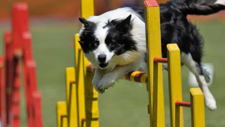 6 chiens hilarants qui ne se souciaient pas des règles du cours d'agilité (VIDÉOS)