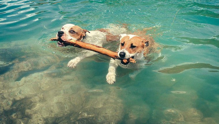 Korkea kulma näkymä koirille, jotka kantavat keppiä suussa uidessaan järvellä