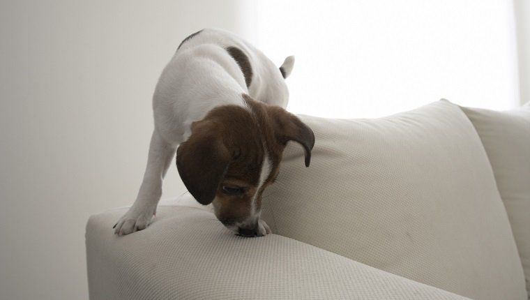 Jack Russell Terrier sohvalla