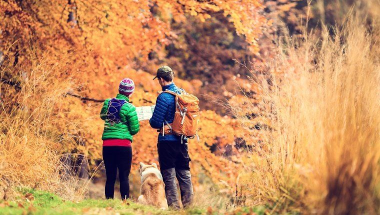 Vyrų ir moterų žygeiviai, žygiuojantys po rudenišką spalvingą mišką su akita šunimi. Jauna pora žiūri į žemėlapį ir planuoja kelionę ar pasiklysta, senovinė retro instagram stiliaus nuotrauka