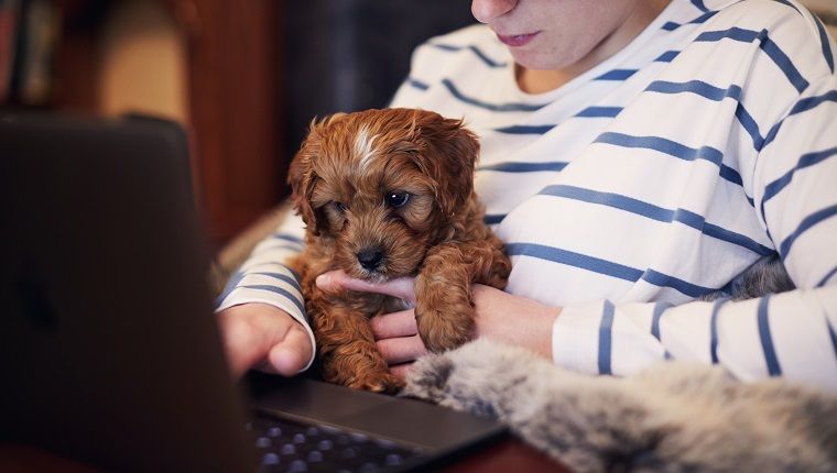 Jauna moteris, dirbanti nešiojamame kompiuteryje su šuniuku, atsisėdo ant kelio