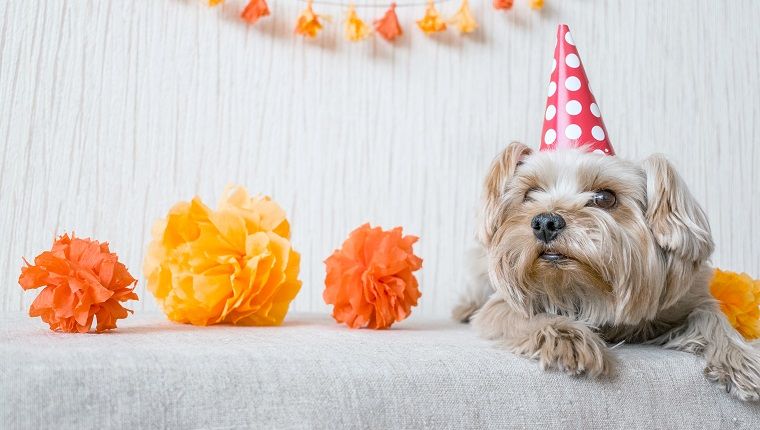 Mielas Jorkšyro terjero (Yorkie) šuo raudonu vakarėlių kepurės dangteliu guli ant stalo ant šventinės girliandos ir dekoro fono. Po vakarėlio, Kai vakarėlis baigsis, atostogos baigėsi.