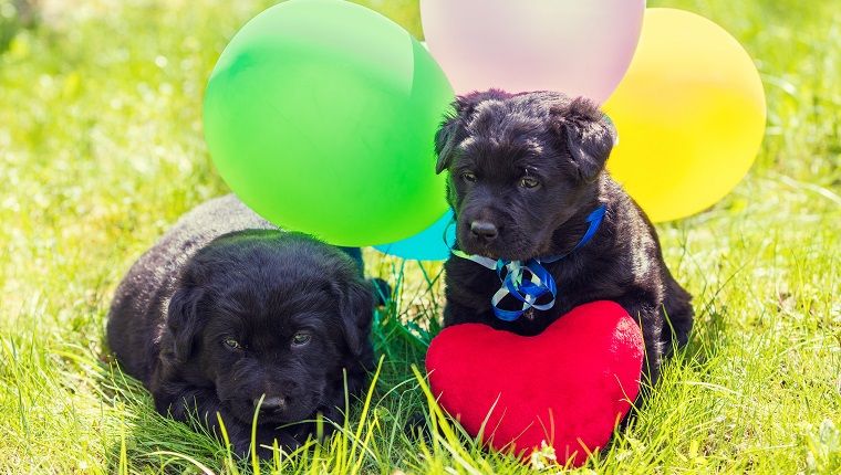 Du maži Labradoro retriverio šuniukai su žaisline širdimi ir spalvingais balionais. Šunys, vasarą sėdintys lauke ant žolės