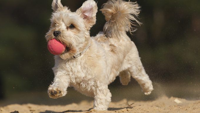 σκύλος με μπάλα που τρέχει στην άμμο