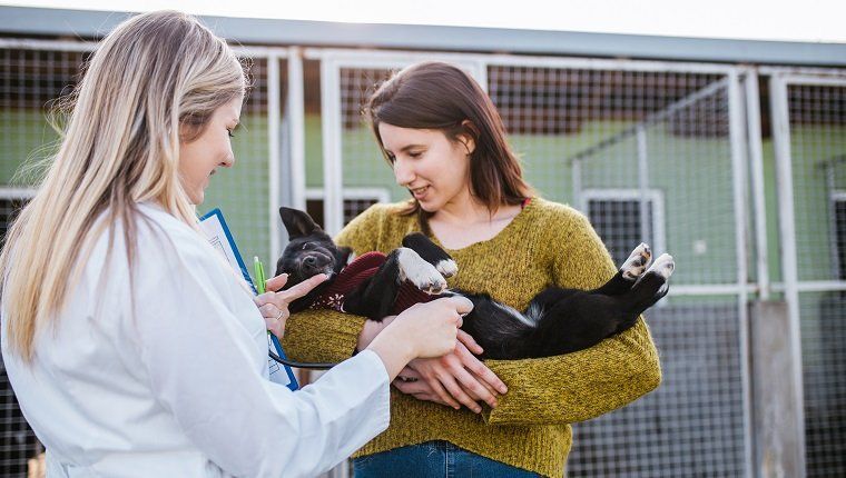 Οι κτηνίατροι στο καταφύγιο ζώων ελέγχουν την υγεία των σκύλων.