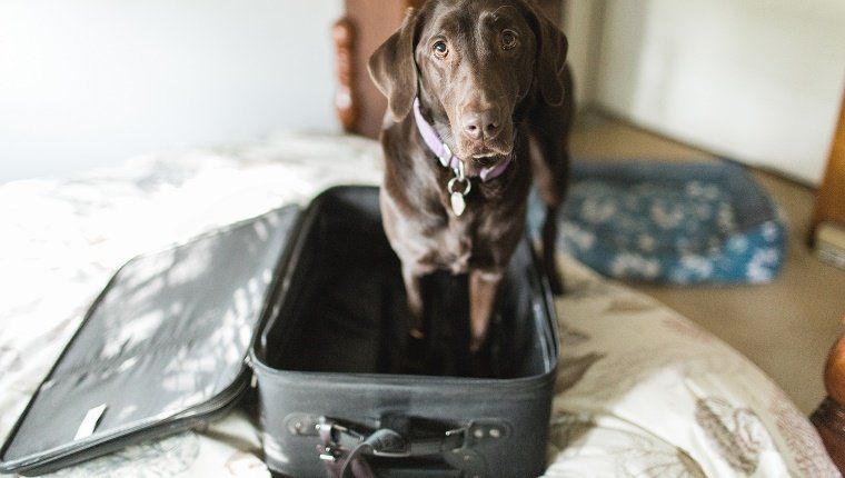 Ένας σκύλος Chocolate Labrador Retriever στέκεται σε μια κενή βαλίτσα και κοιτάζει μαλακά την κάμερα.