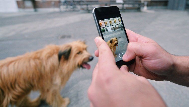 Πρόσωπο που παίρνει την εικόνα του σκύλου με κινητό τηλέφωνο