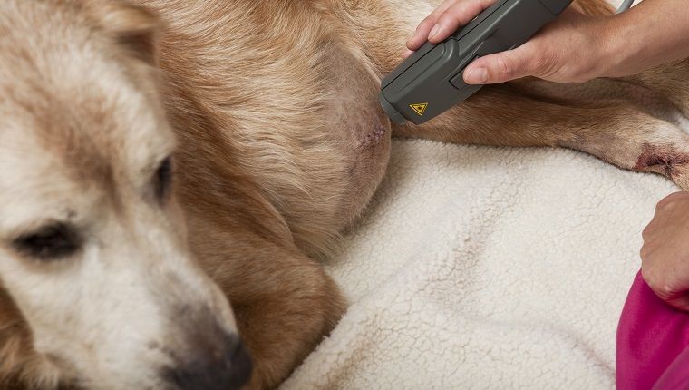 Svetelná terapia pre psy lieči úrazy, artritídu a ďalšie