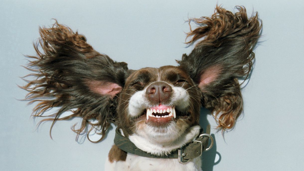 Λάβετε το μήνυμα: Τι ουρά ενός σκύλου σας λέει