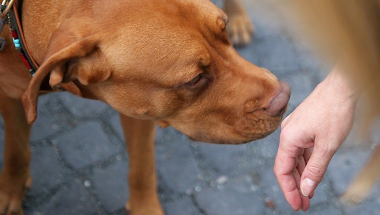 „Võõras oht“: vähendage koera ärevust inimestega kohtudes