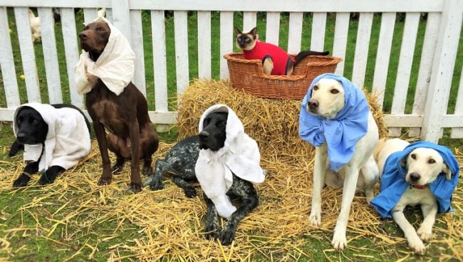 Doggy Daycare taasloob koertega jõulusõime
