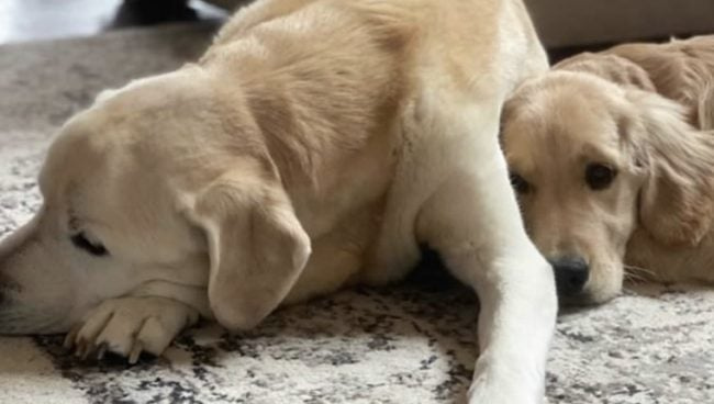 Une vidéo mignonne d'un chien âgé et d'un frère chiot devient virale sur TikTok