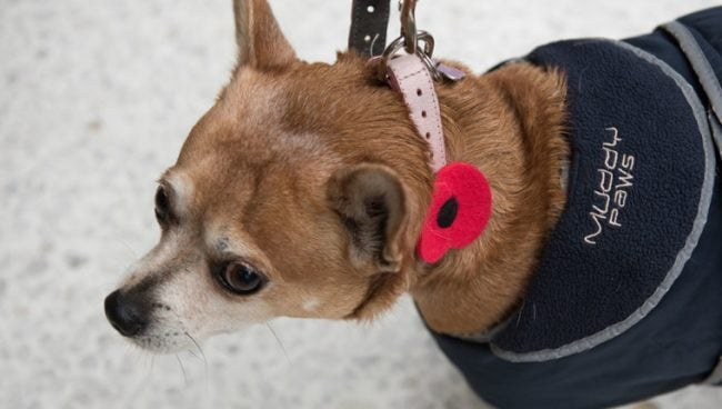Dog Walking 121 Miles pour la collecte de fonds Poppy Appeal