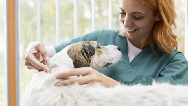 FDA hoiatab, et paikselt kasutatavad retseptiravimid on koertele surmavad