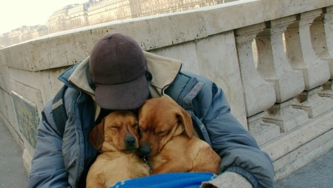 Une organisation à but non lucratif fournit des fournitures pour animaux de compagnie aux parents de chiens sans abri
