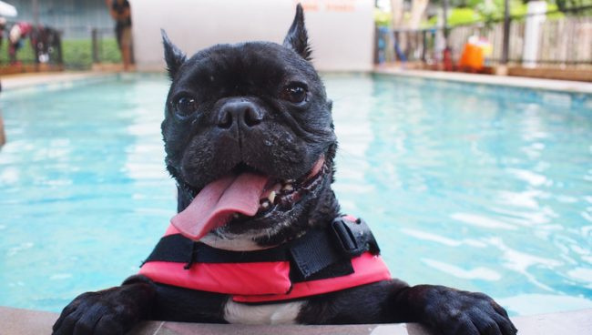 Plus de 950 chiens assistent à l'événement annuel de natation