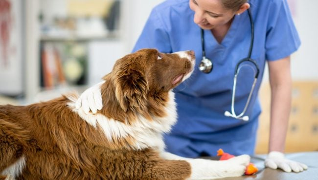 La FDA approuve conditionnellement un médicament contre la pancréatite pour les chiens
