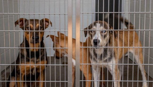 Le Royaume-Uni dans la «crise du bien-être animal», déclare Dogs Trust