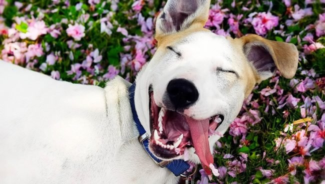Laut einer neuen Studie weinen Hunde vor Freude