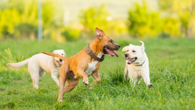 San Jose Casal resgatando cães em tempo integral, pós-pandemia