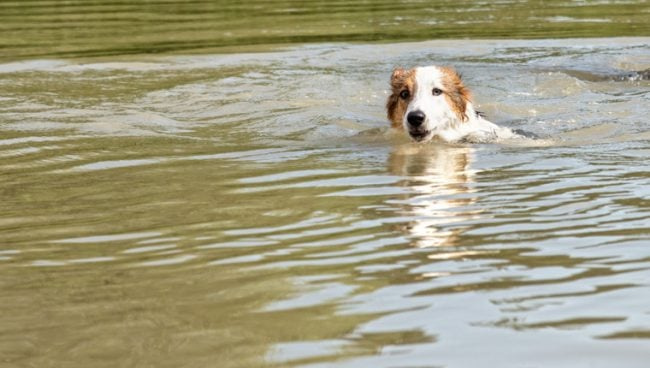 Пас спашен након пливања преко реке Хадсон