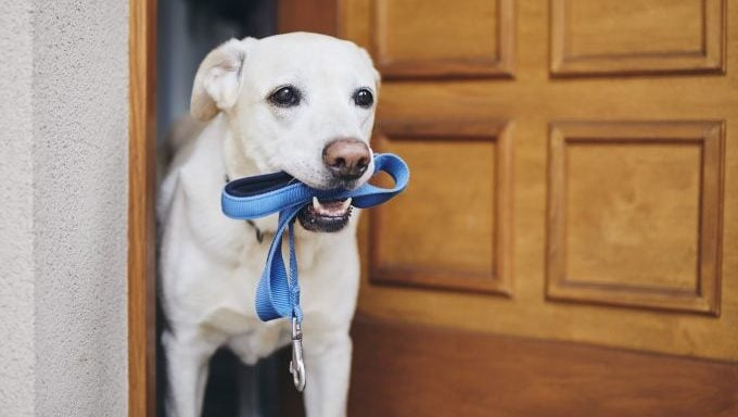 Wag vs. Rover : quelle application de promenade pour chiens est la meilleure pour les propriétaires de chiens ?