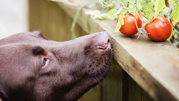 Les chiens peuvent-ils manger des tomates? Les tomates sont-elles sans danger pour les chiens?